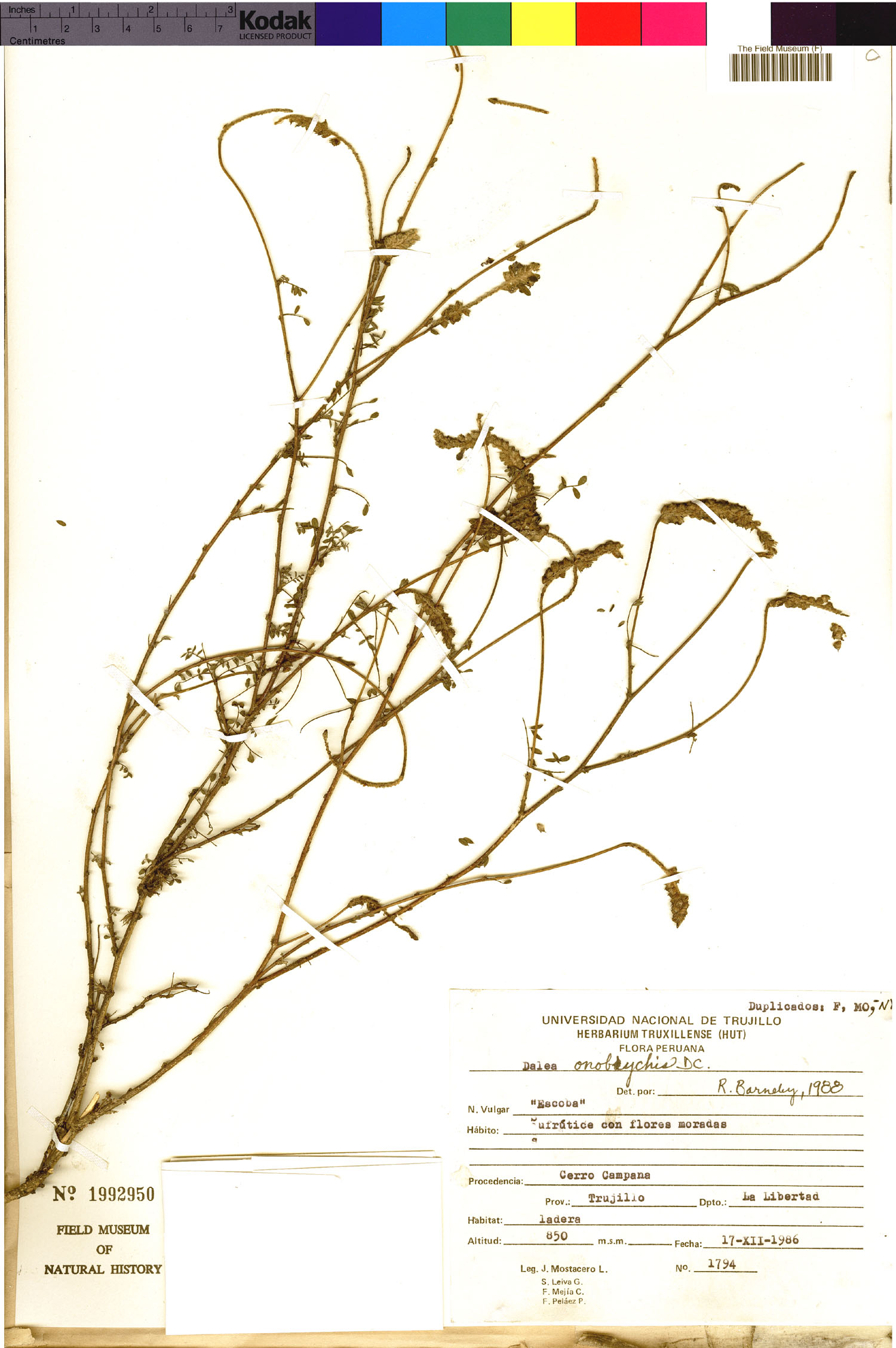 Dalea onobrychis image