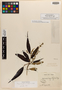 Miconia angustifolia image