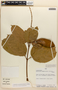 Amphilophium magnoliifolium image