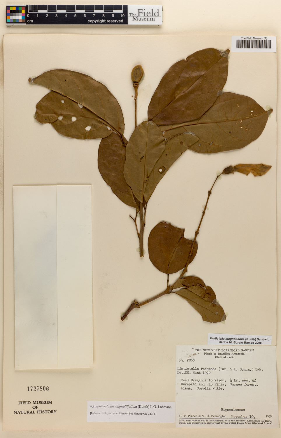 Amphilophium magnoliifolium image