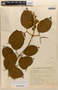 Amphilophium mansoanum image