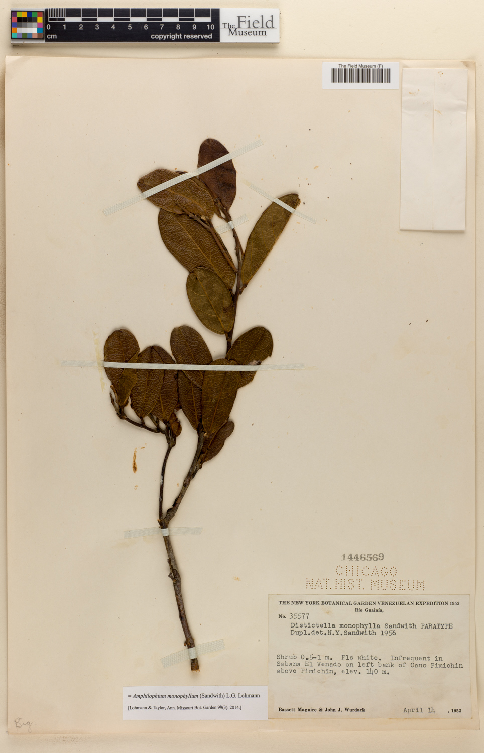 Amphilophium monophyllum image