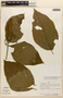 Amphilophium pulverulentum image
