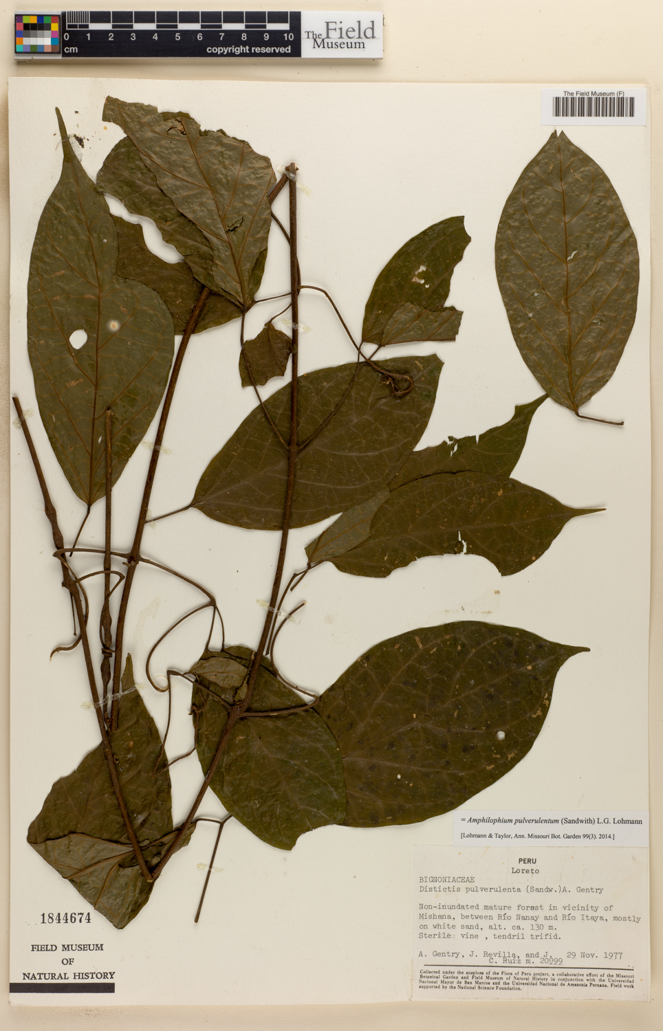 Amphilophium pulverulentum image