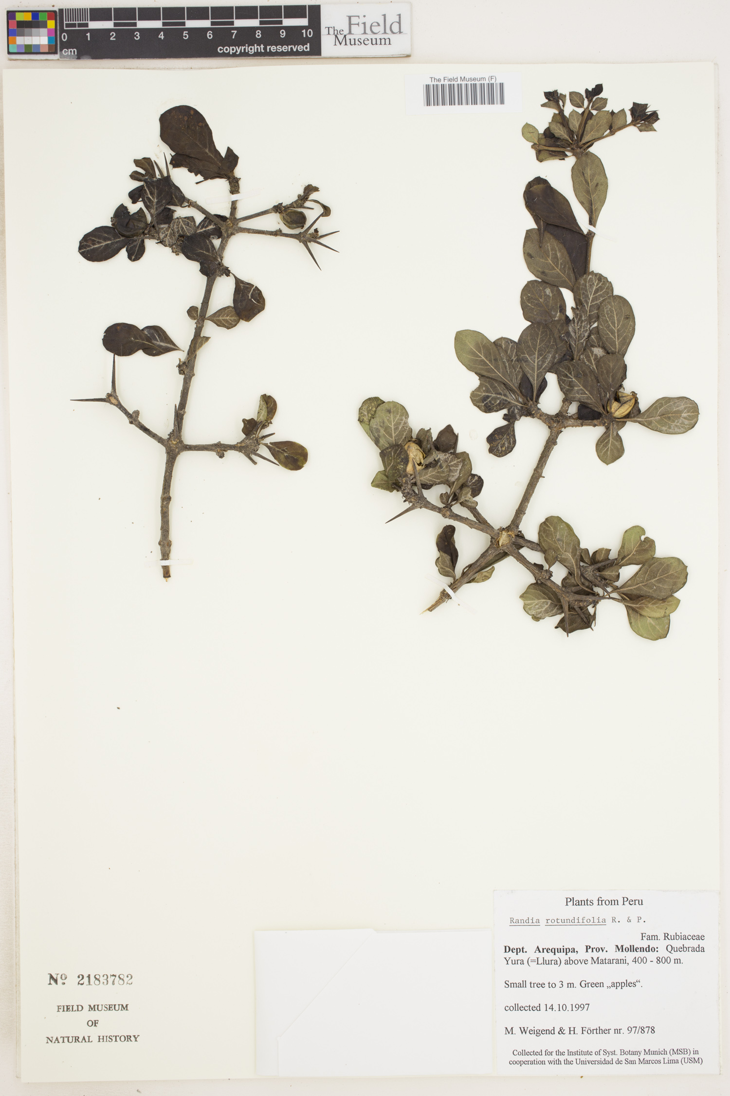 Randia rotundifolia image