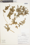 Calceolaria ajugoides image