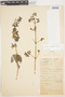 Calceolaria angustiflora image