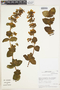 Calceolaria paposana image