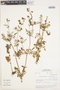 Calceolaria pinnata image