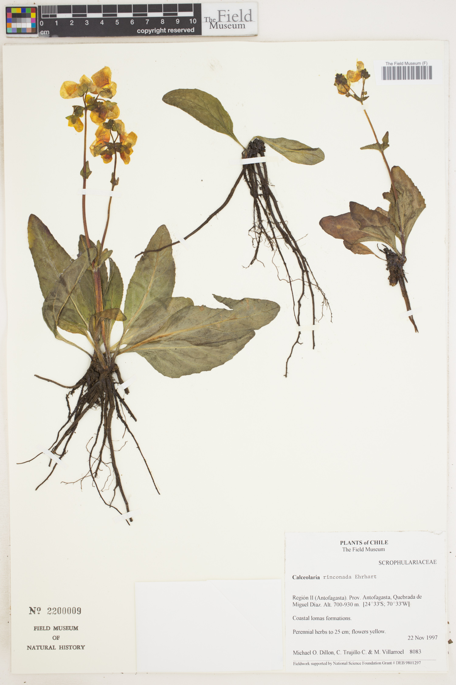Calceolaria rinconada image