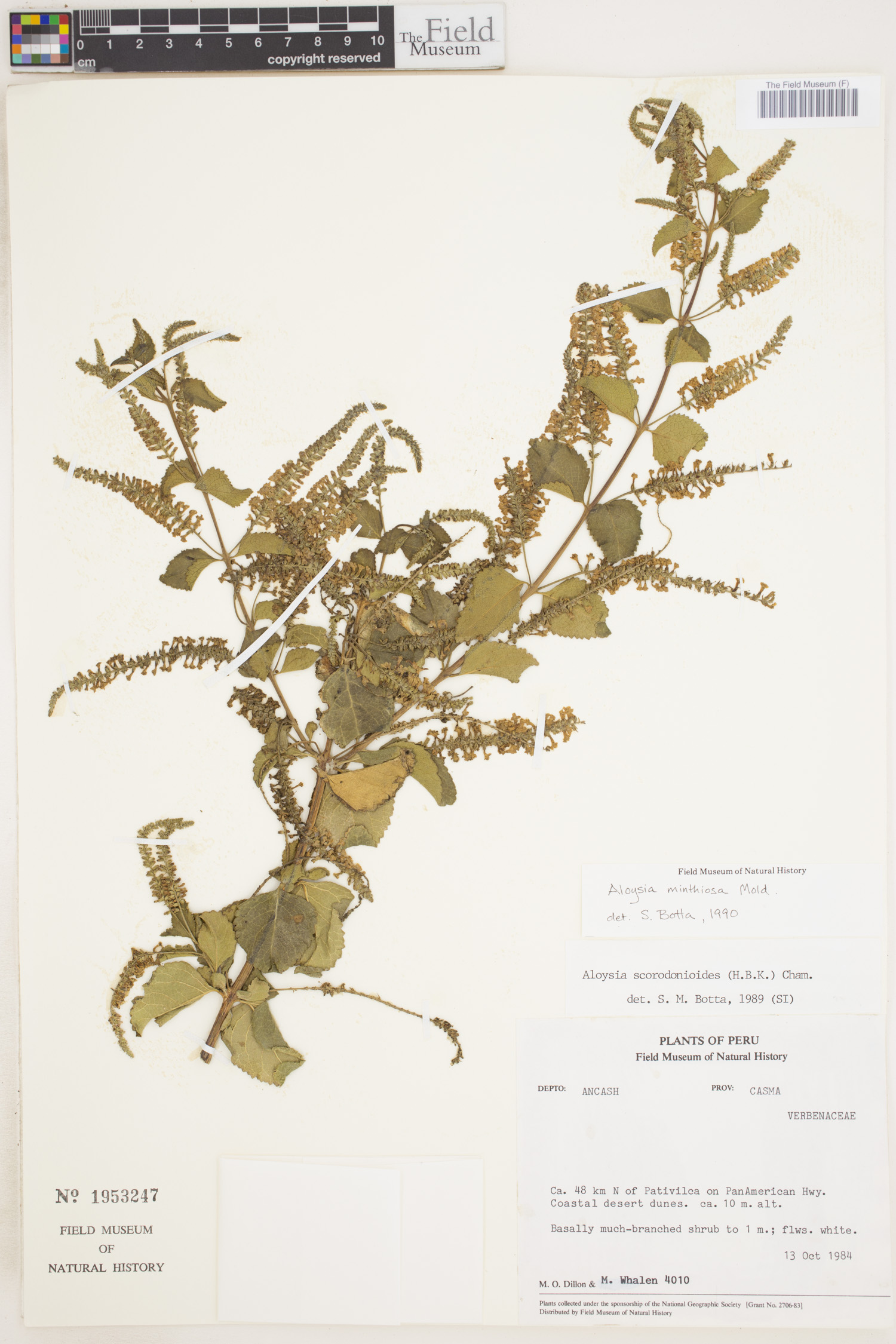 Aloysia minthiosa image