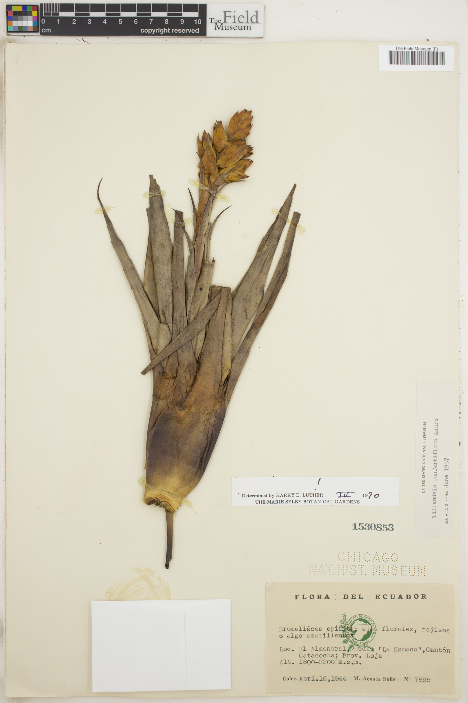 Tillandsia confertiflora image