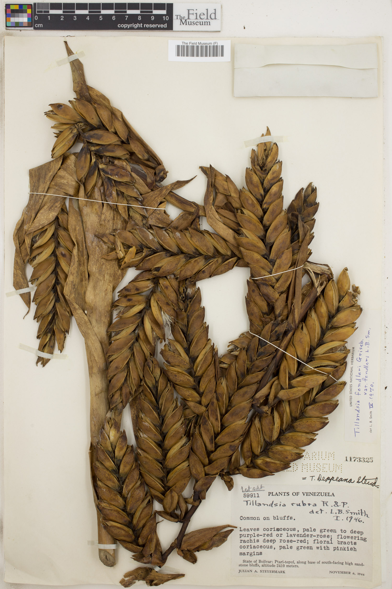 Tillandsia fendleri var. fendleri image