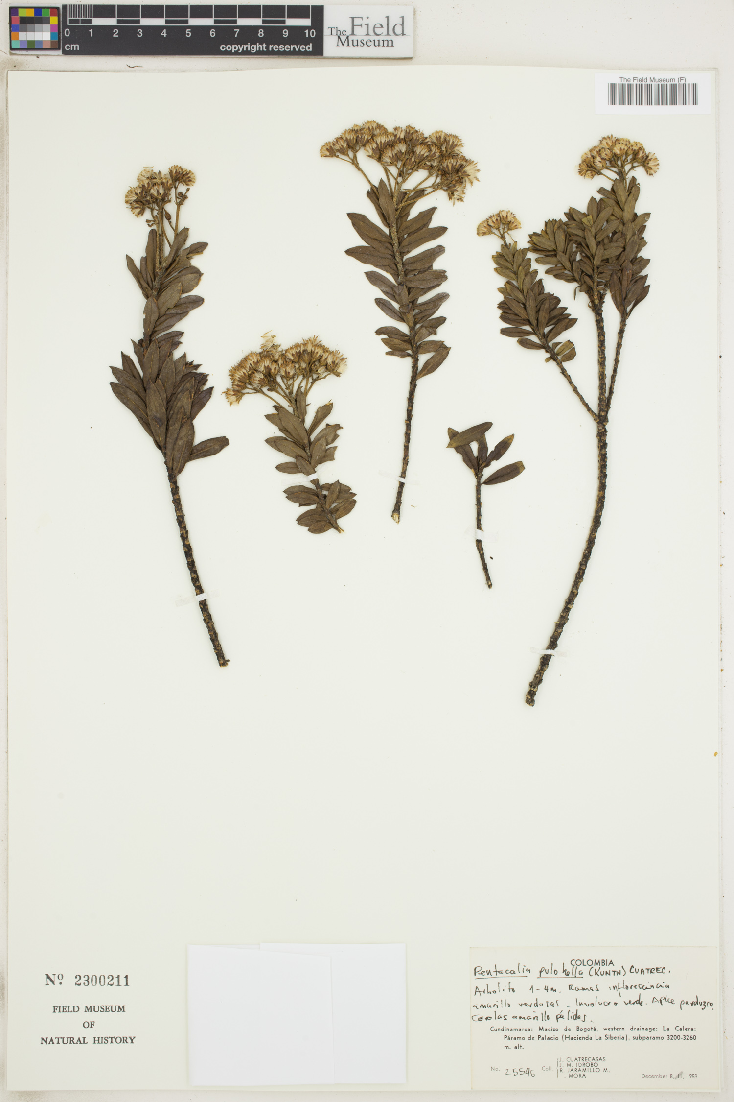 Monticalia pulchella subsp. pulchella image