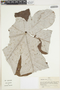 Cecropia obtusa image