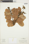 Mauria simplicifolia image