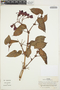 Begonia ferruginea image