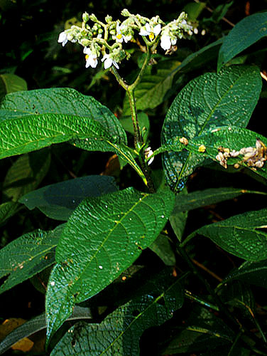 Solanum Riparium Fotos De Campo The Field Museum