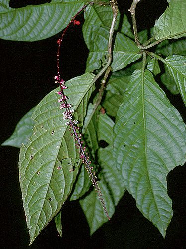 Trichostigma Peruvianum Fotos De Campo The Field Museum