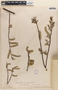 Salix sitchensis image