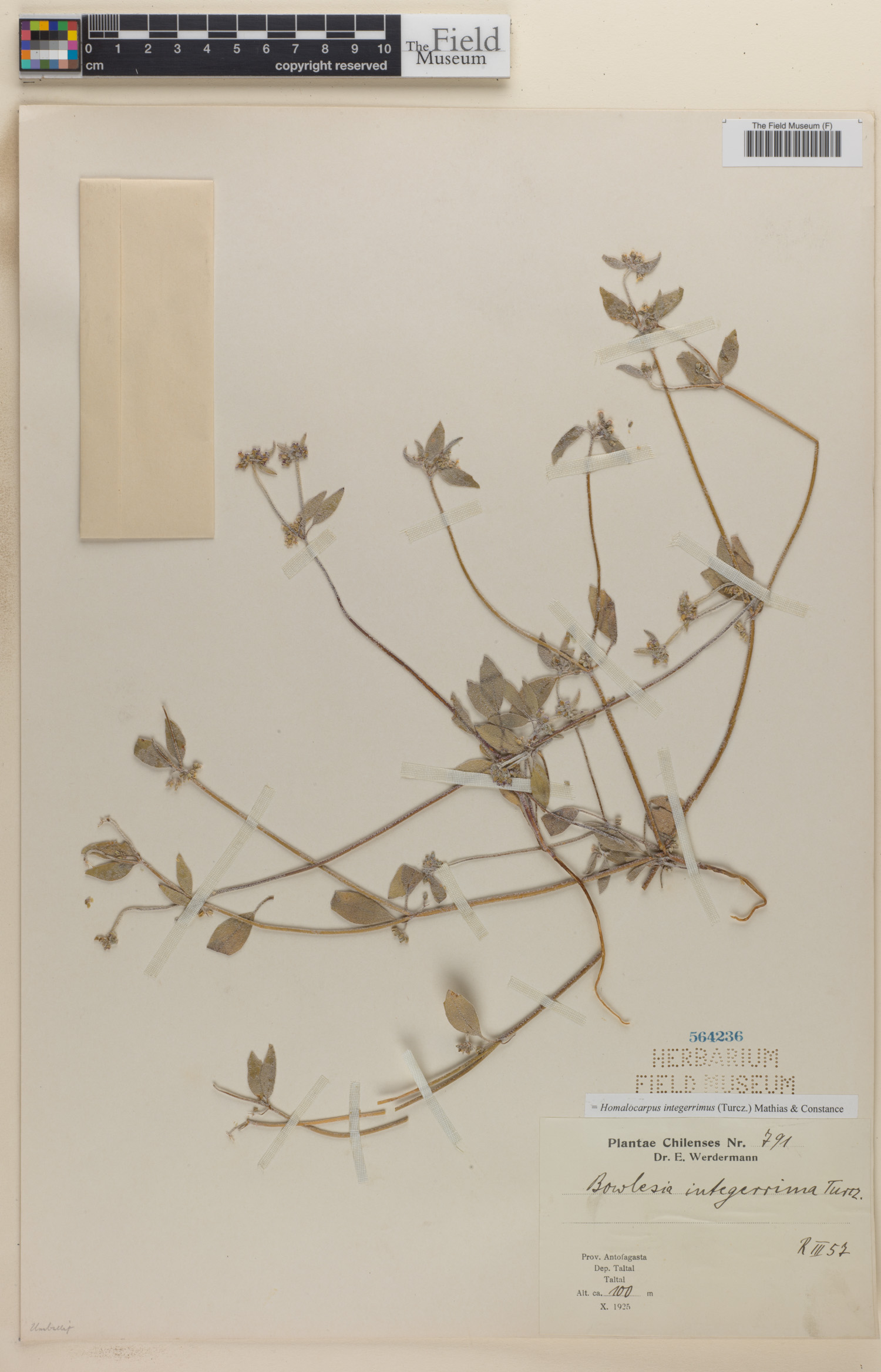 Homalocarpus integerrimus image