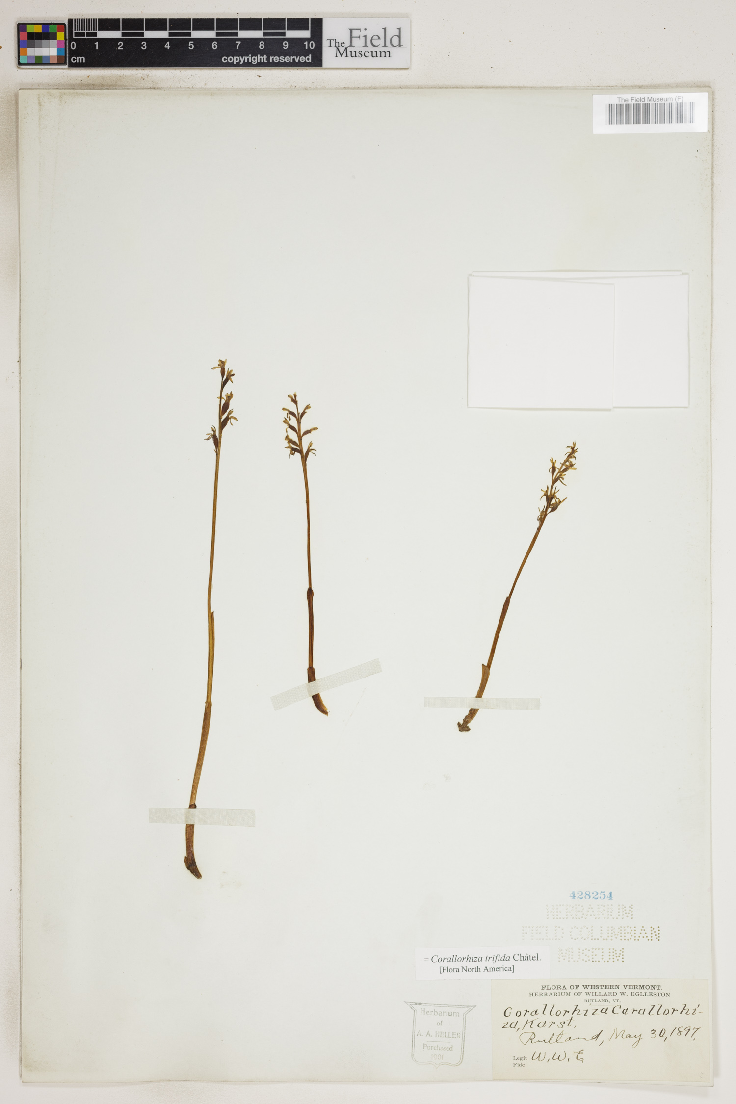 Corallorhiza trifida image