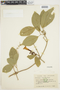 Anemopaegma chrysanthum image