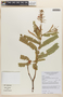 Chamaecrista filicifolia image
