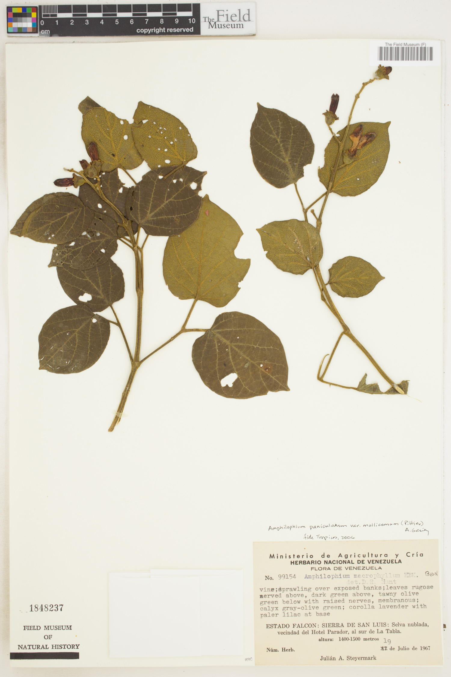 Amphilophium paniculatum var. mollicomum image