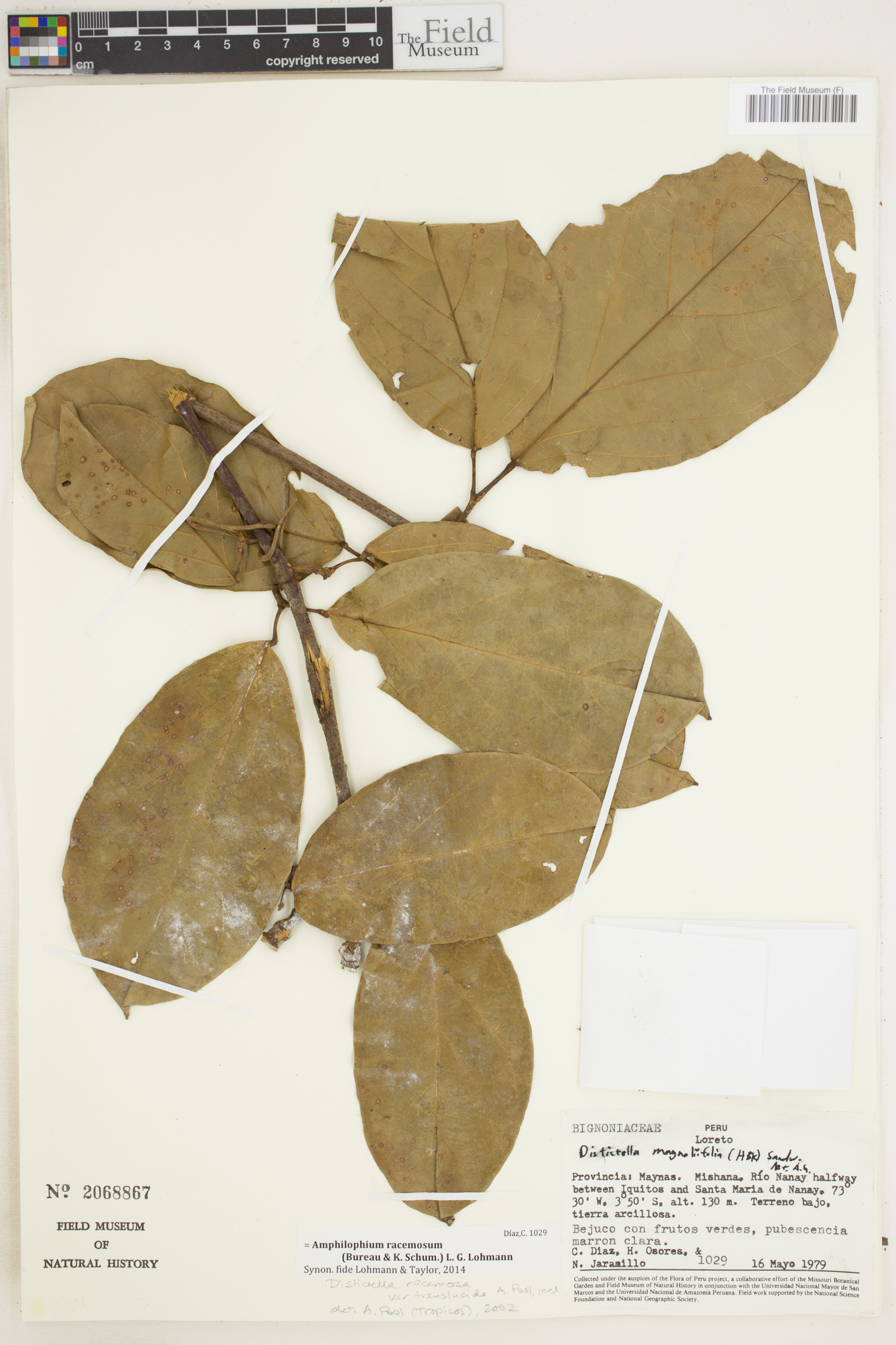 Amphilophium racemosum image