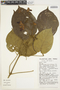 Amphilophium aschersonii image