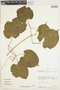 Amphilophium crucigerum image