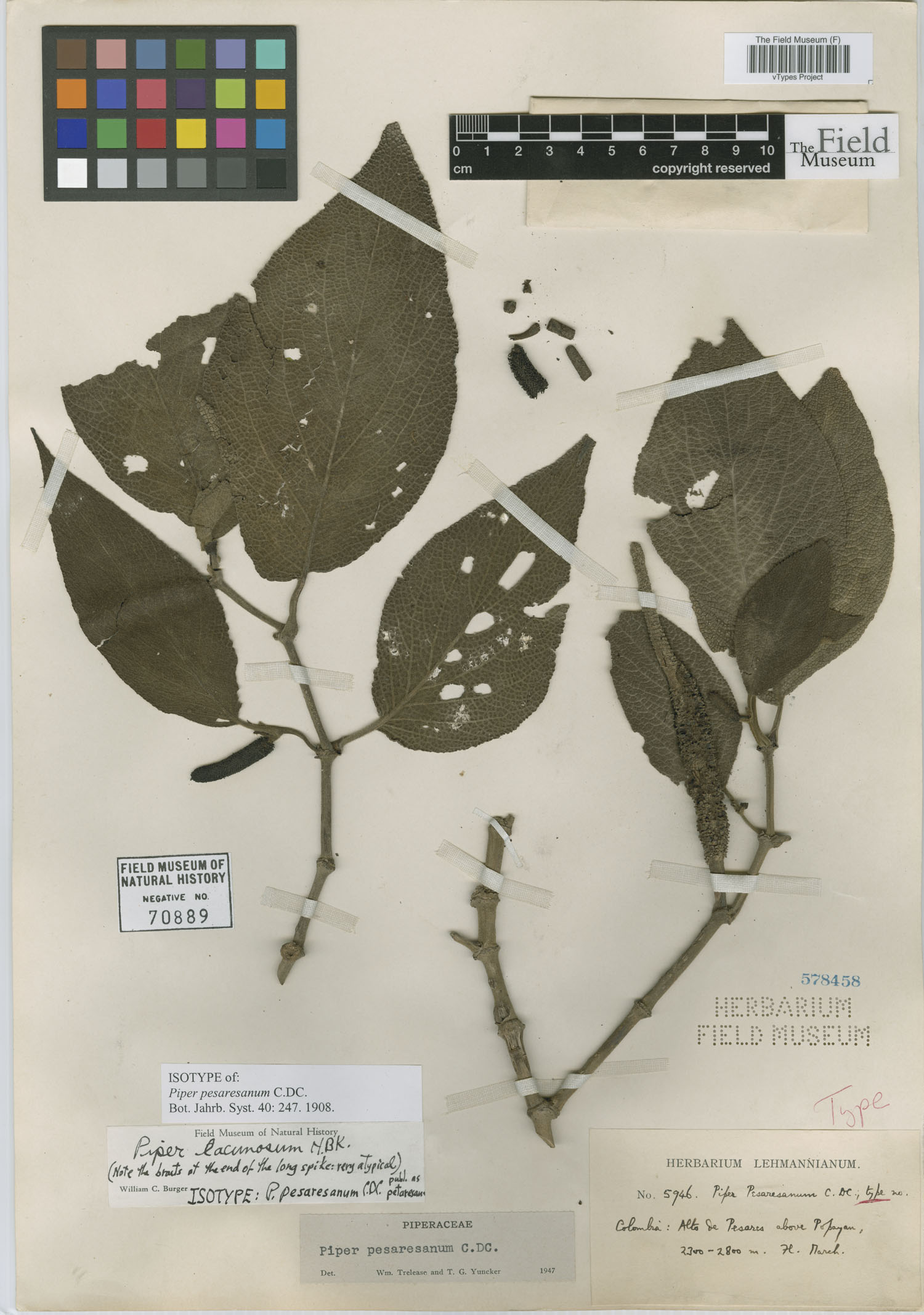 Piper lacunosum image