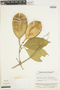 Anemopaegma grandifolium image