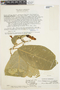 Anemopaegma grandifolium image