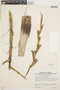 Tillandsia adpressiflora image