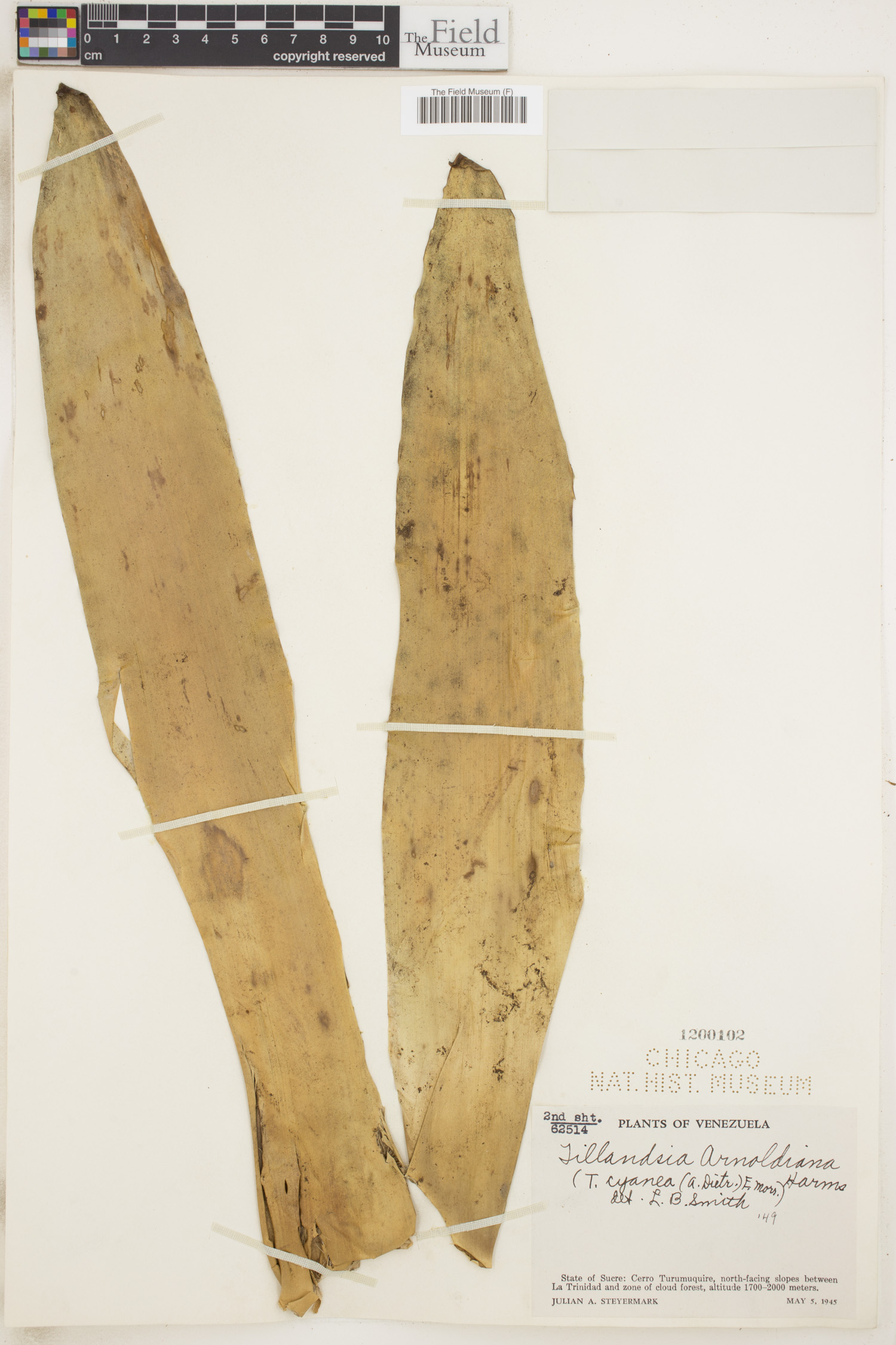 Tillandsia tovarensis image