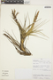 Tillandsia caulescens image