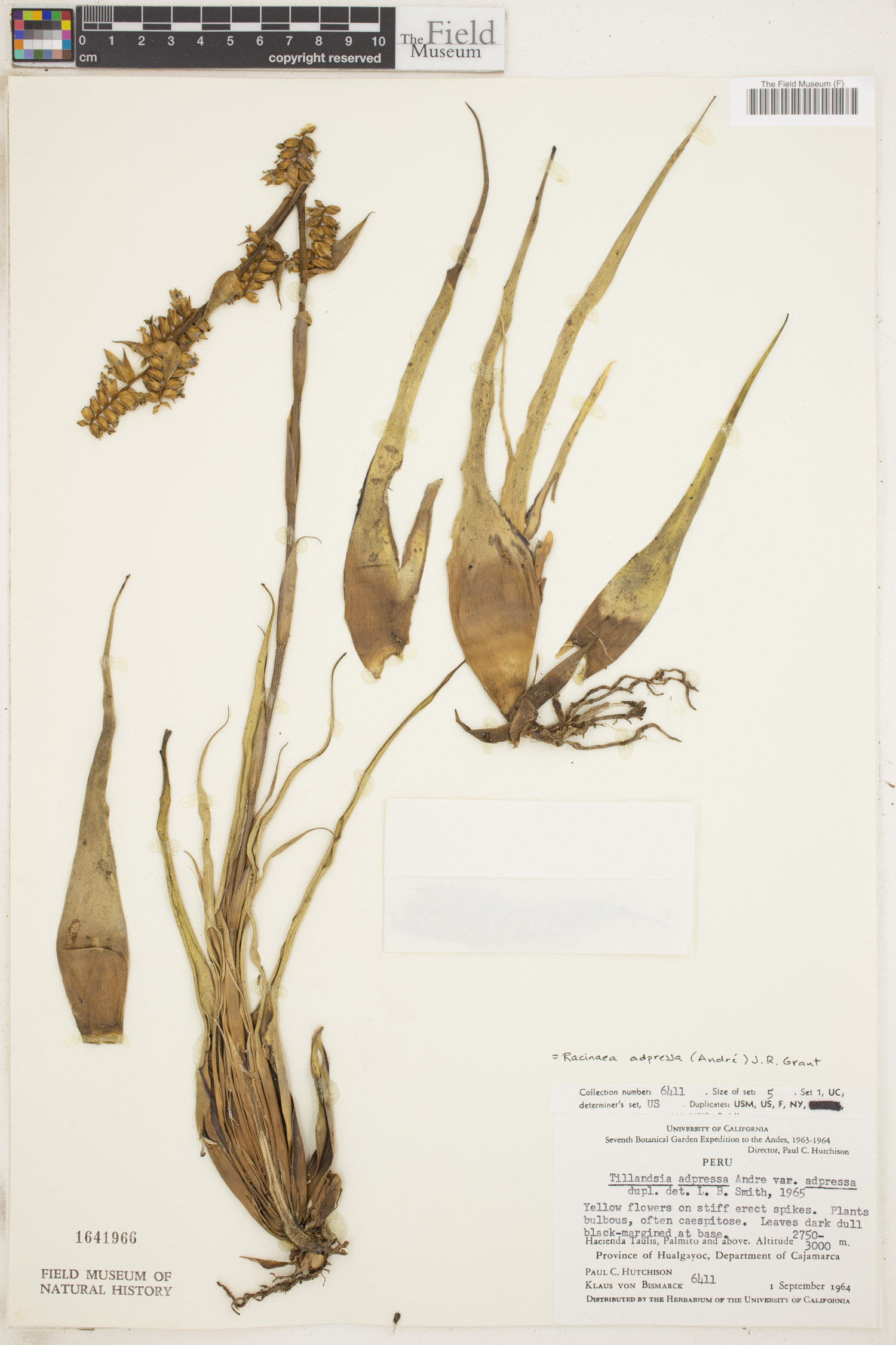 Racinaea adpressa image