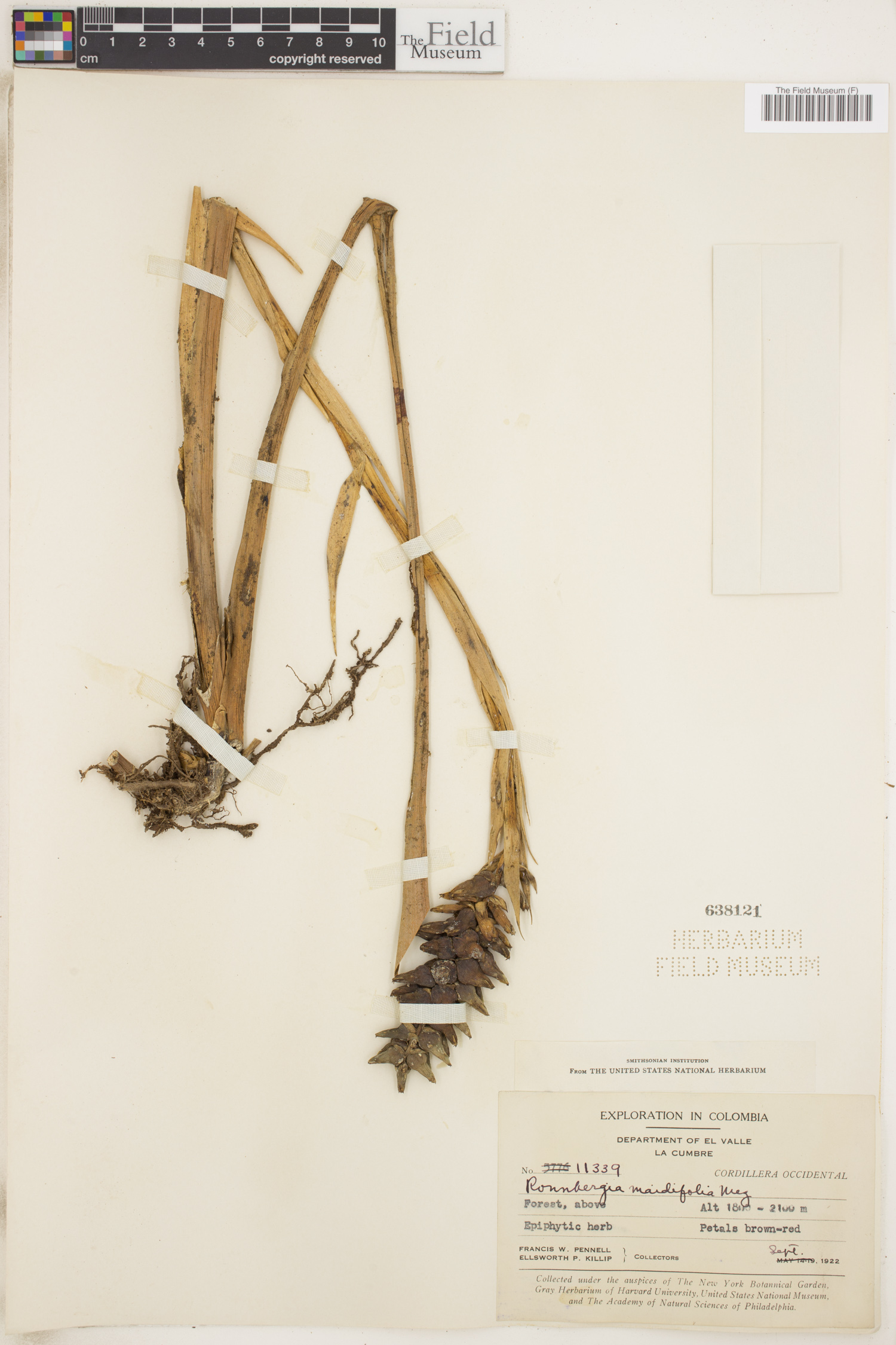 Ronnbergia maidifolia image