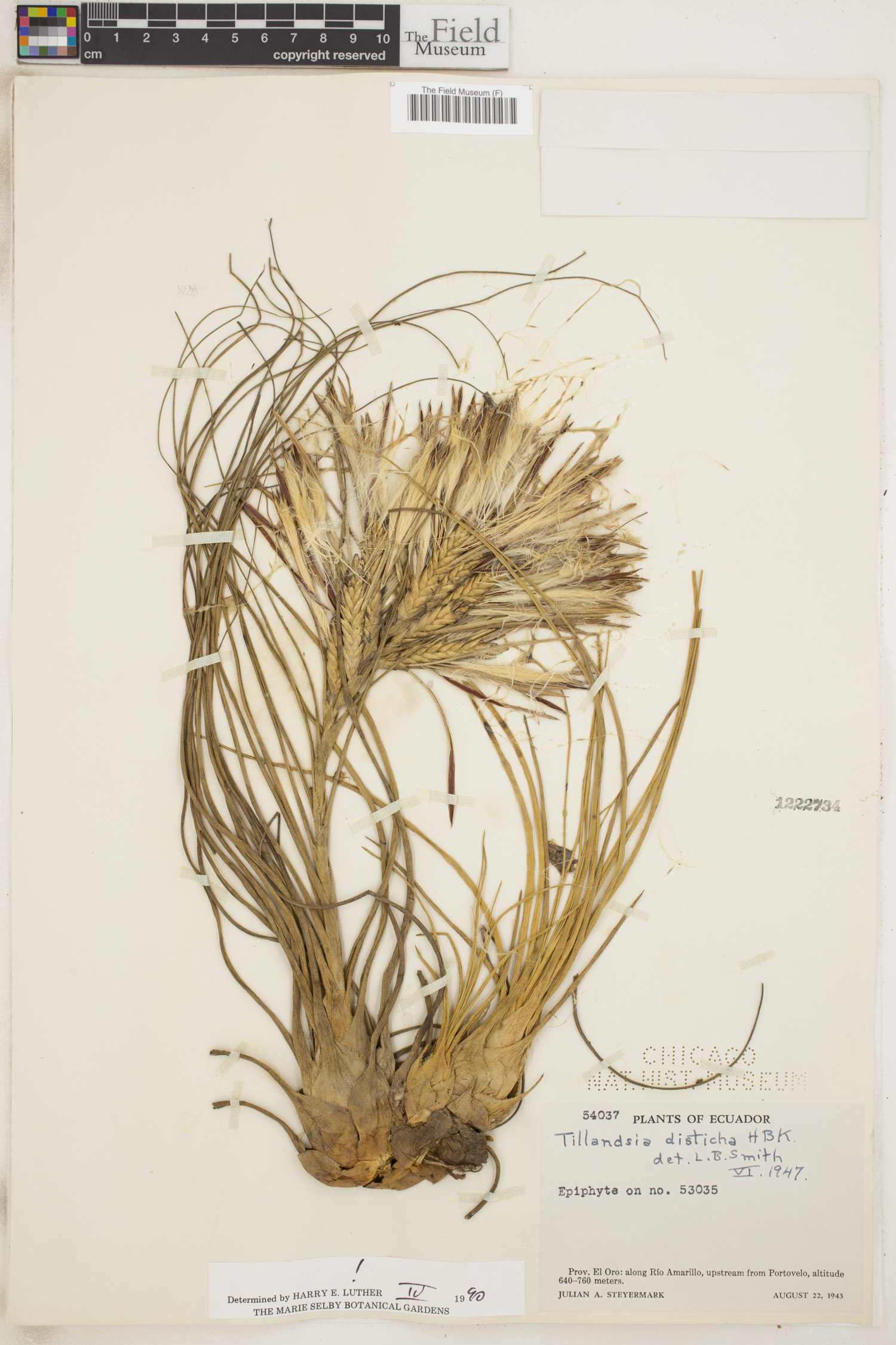 Tillandsia disticha image