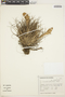 Tillandsia geminiflora image