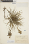 Tillandsia geminiflora image