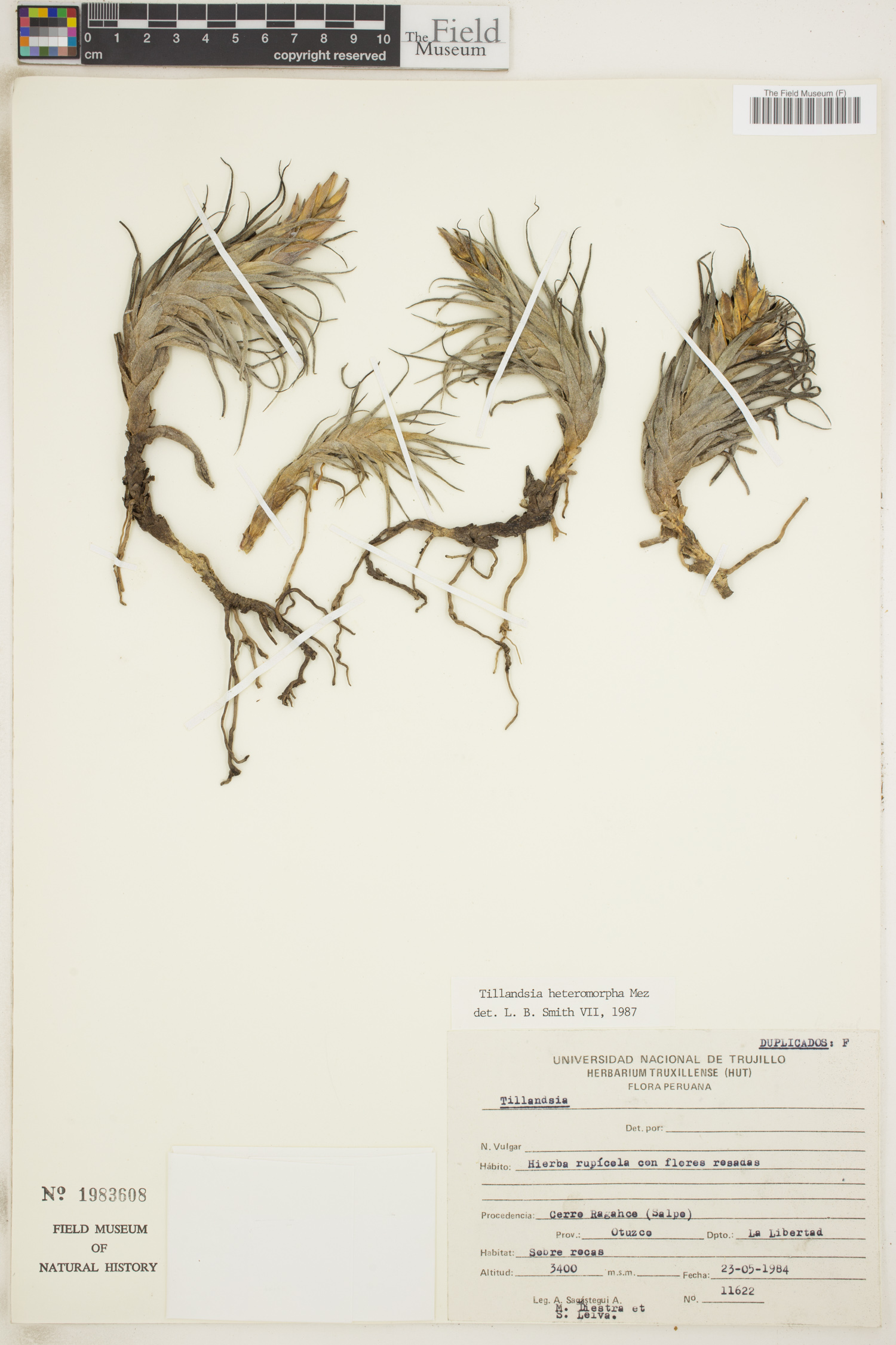 Tillandsia macbrideana image