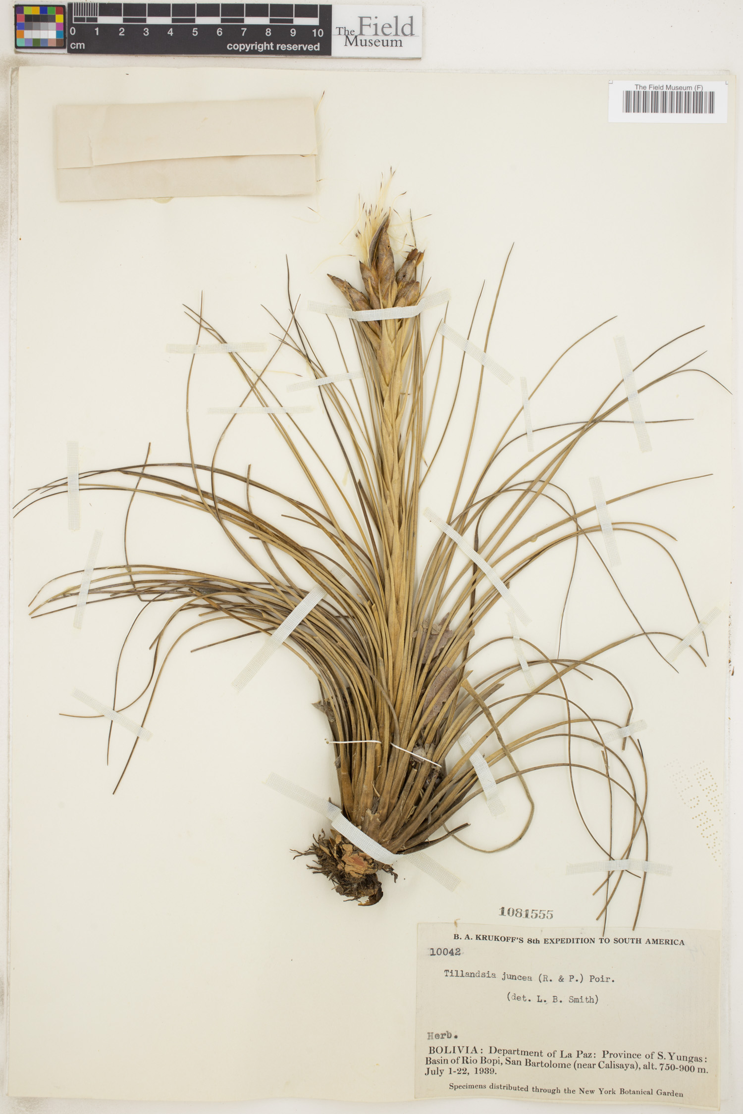 Tillandsia juncea image