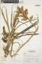 Tillandsia latifolia var. divaricata image