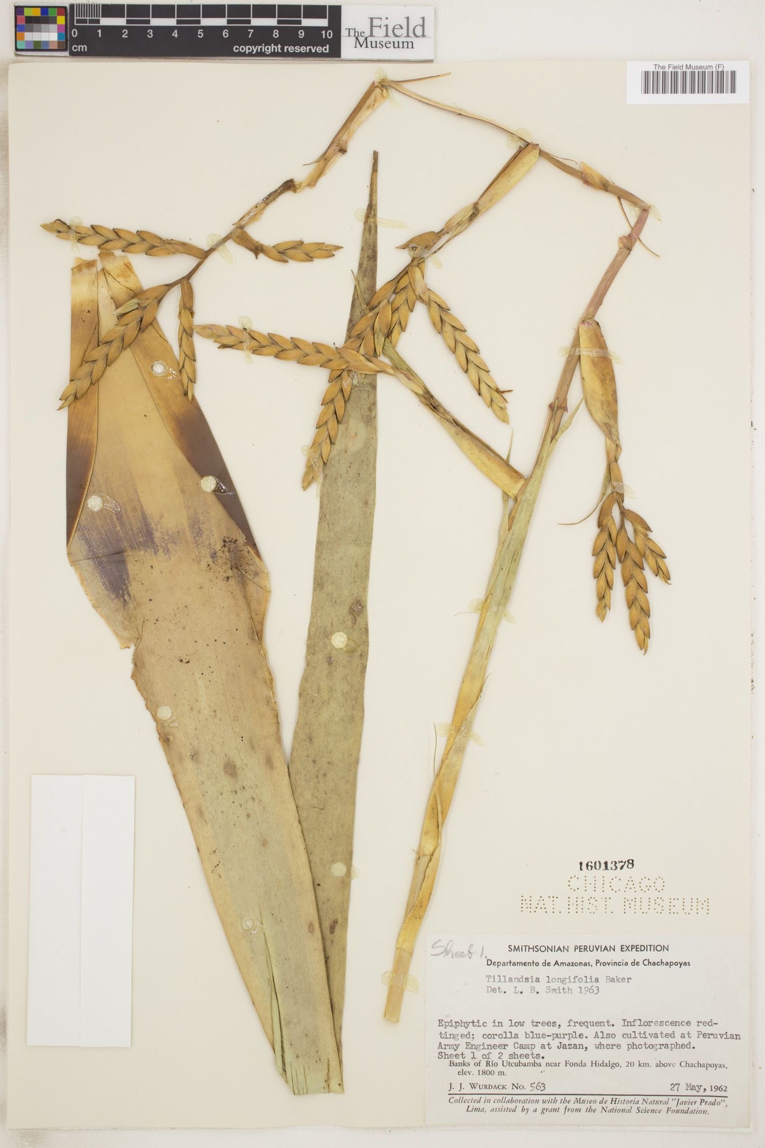 Tillandsia longifolia image