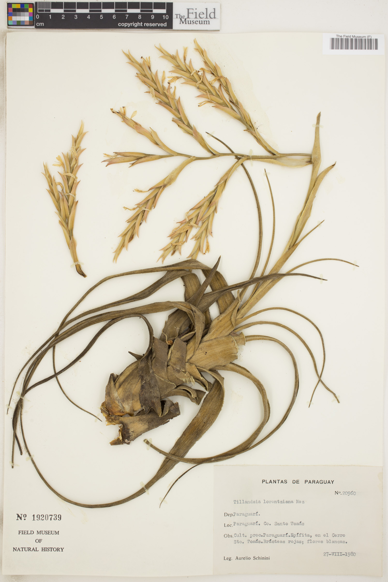 Tillandsia lorentziana image