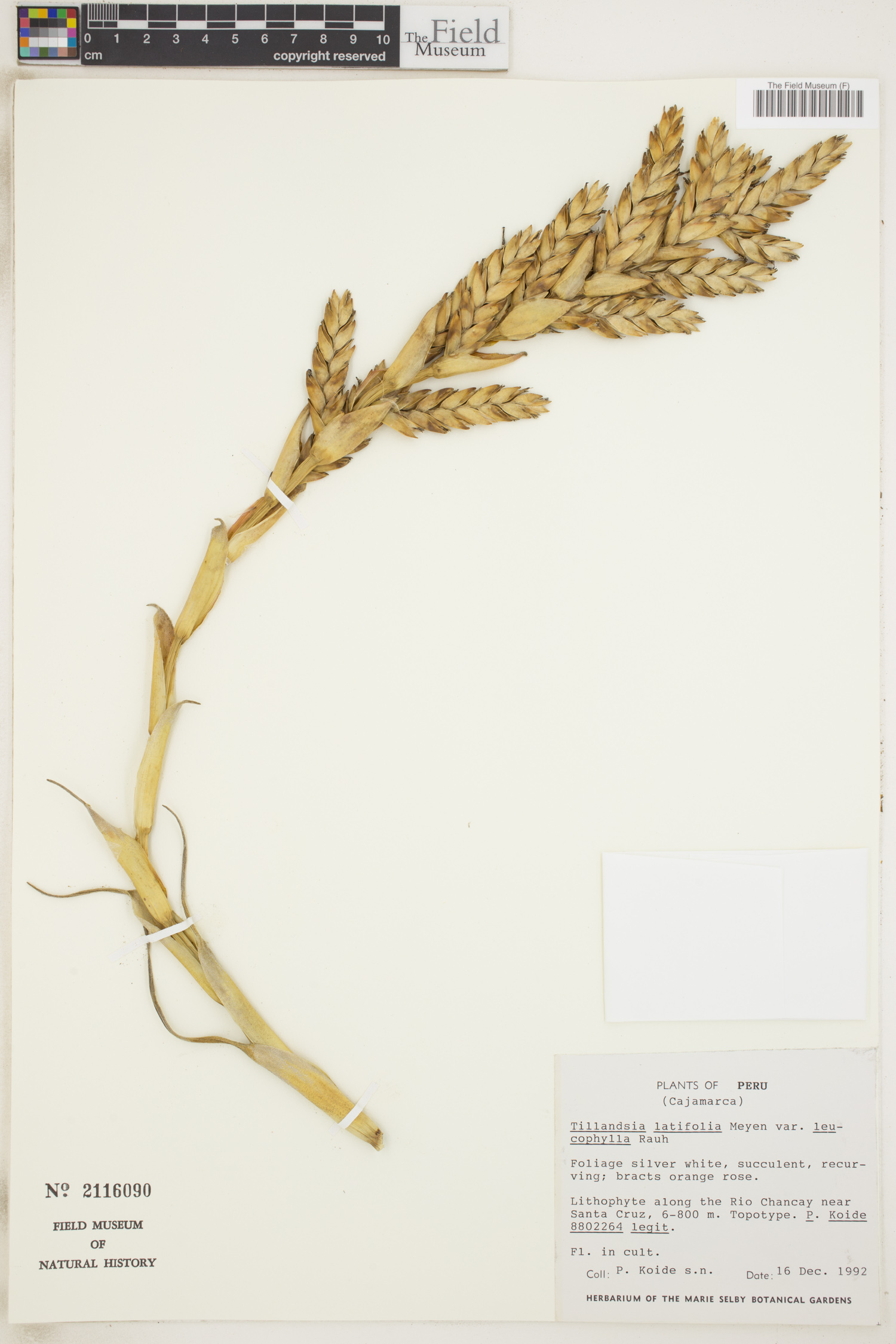 Tillandsia latifolia var. leucophylla image