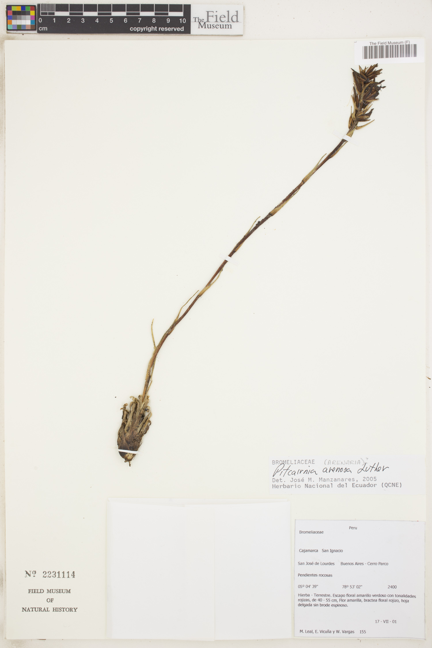 Pitcairnia arenaria image